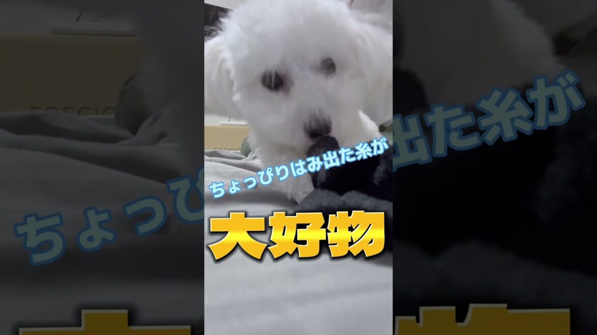 【トイプードル】犬の顔が臭くなる理由がわかりました   😨 #Shorts