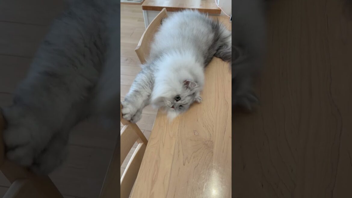 猫が吸われる瞬間 【サイベリアン】 #Shorts