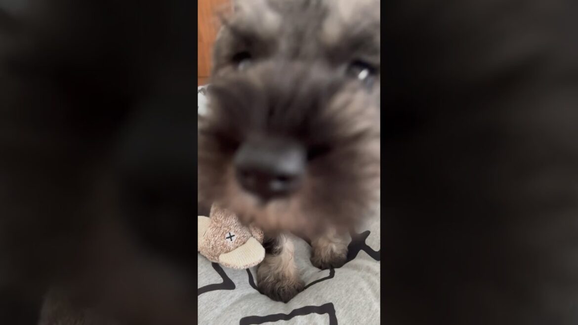 シュナウザーパピーかわいすぎる🐕❤️ #ミニチュアシュナウザー #子犬