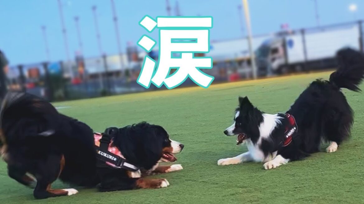 【感動】バーニーズのパピーちゃんと愛犬のやり取りに涙が止まりません…【ボーダーコリー】