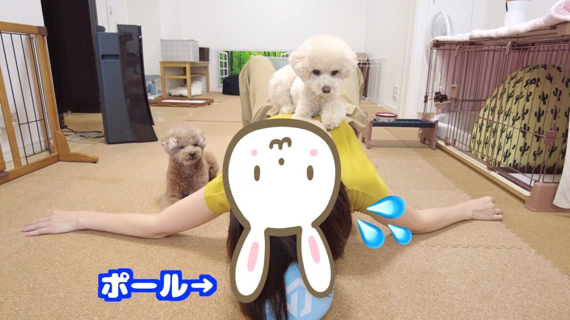 ストレッチを見かけるとキャッキャッと難易度を爆上げする愛犬がこちら