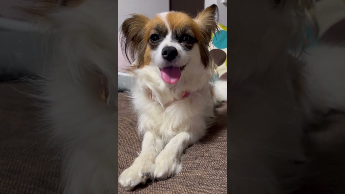 お散歩帰宅後のパピヨン🐶ハァハァしてる姿が可愛い