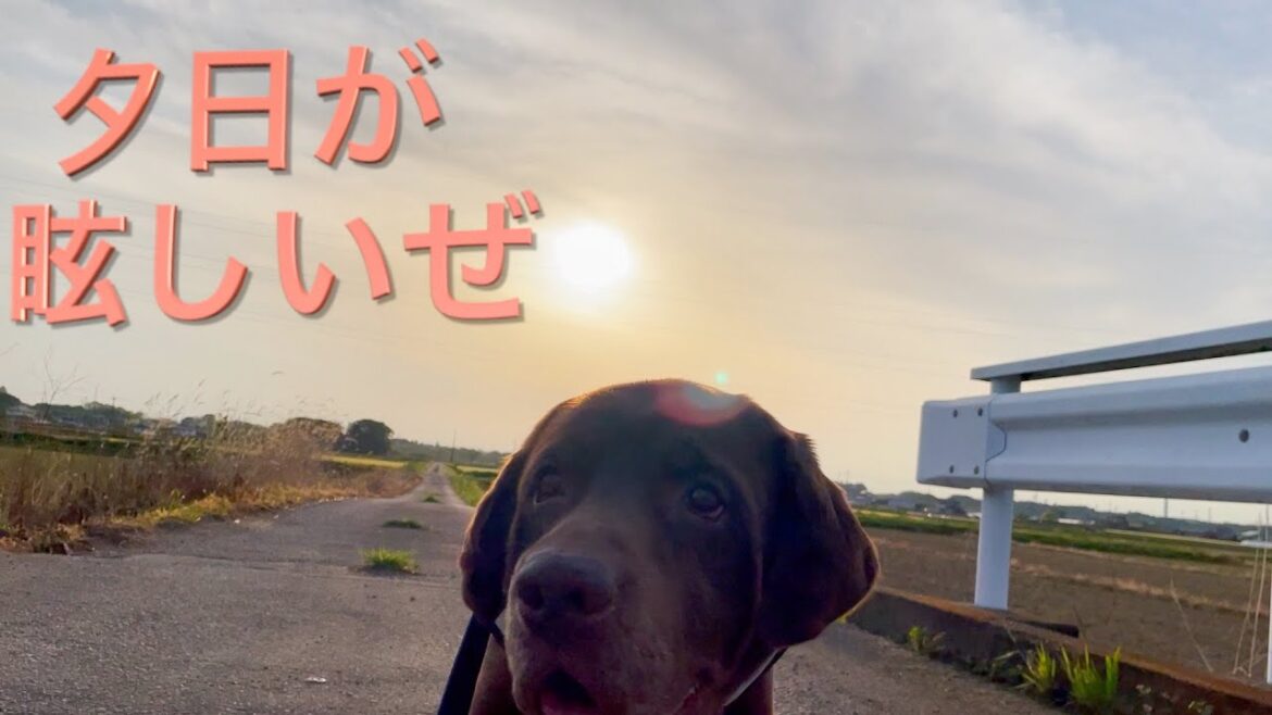 ラブラドールレトリーバー（大型犬）夏の夕日が眩しい散歩風景