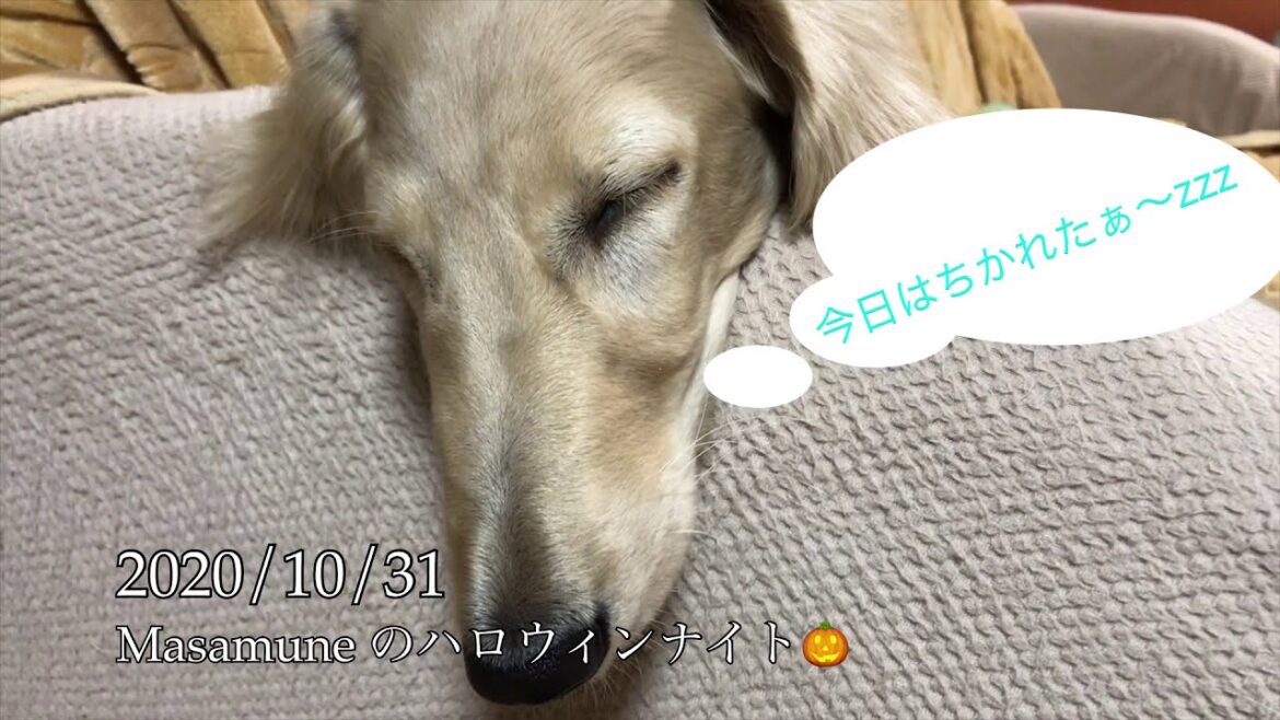 サルーキなお散歩　2020/10/31Masamuneハロウィンナイト　バーベキューに行く！