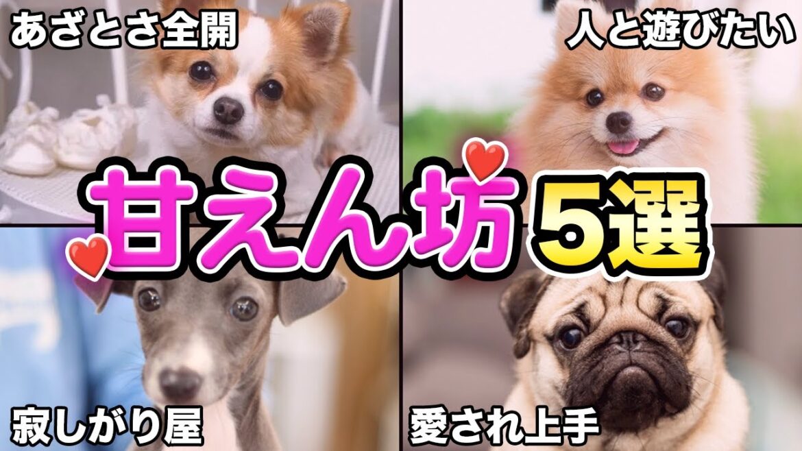 【小さくて可愛い】誰もが魅了される甘えん坊な犬種5選 【小さくて可愛い】誰もが魅了される甘えん坊な犬種5選