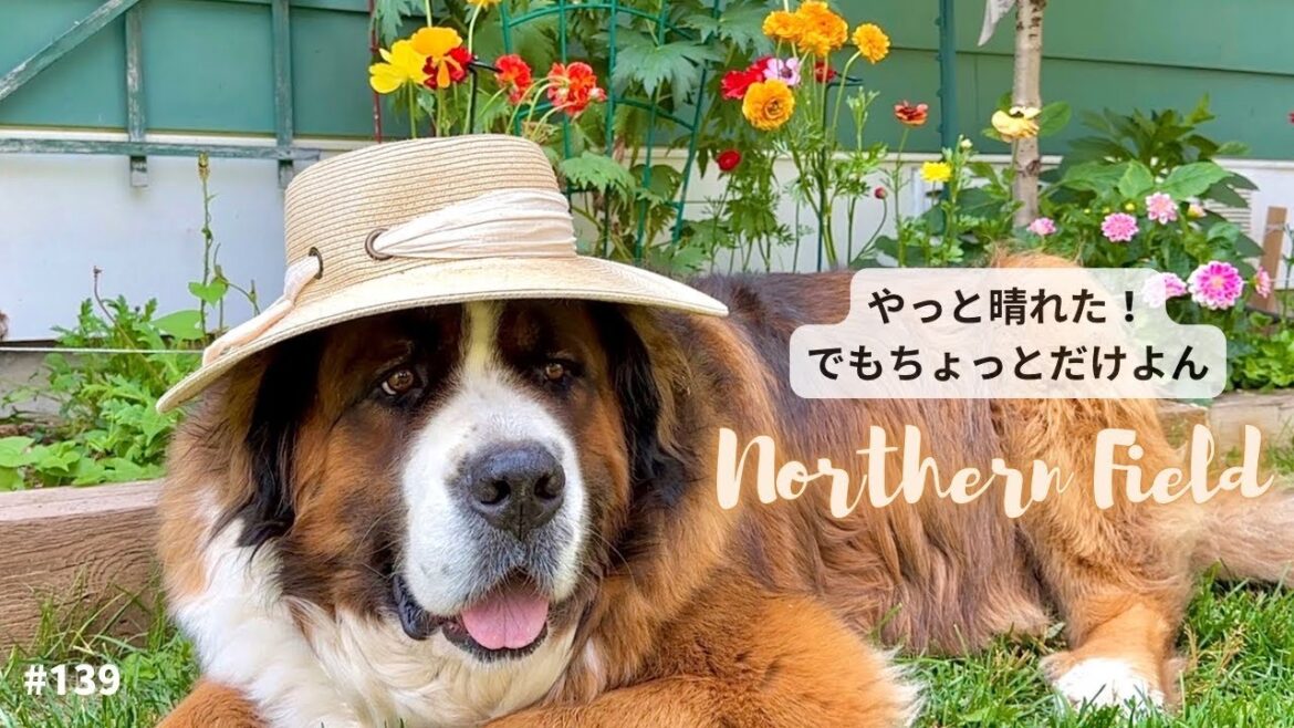 【超大型犬 3頭とカナダで田舎暮らし・海外生活】やっと晴れた！でもちょっとだけよん
