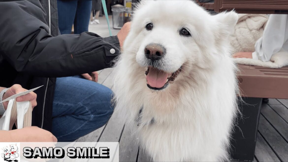 【じぃちゃんサモエド】パセポンの サモエドスマイル！ 神戸ハーバーランド umie モザイク　/ Samoyed Smile in KObe.