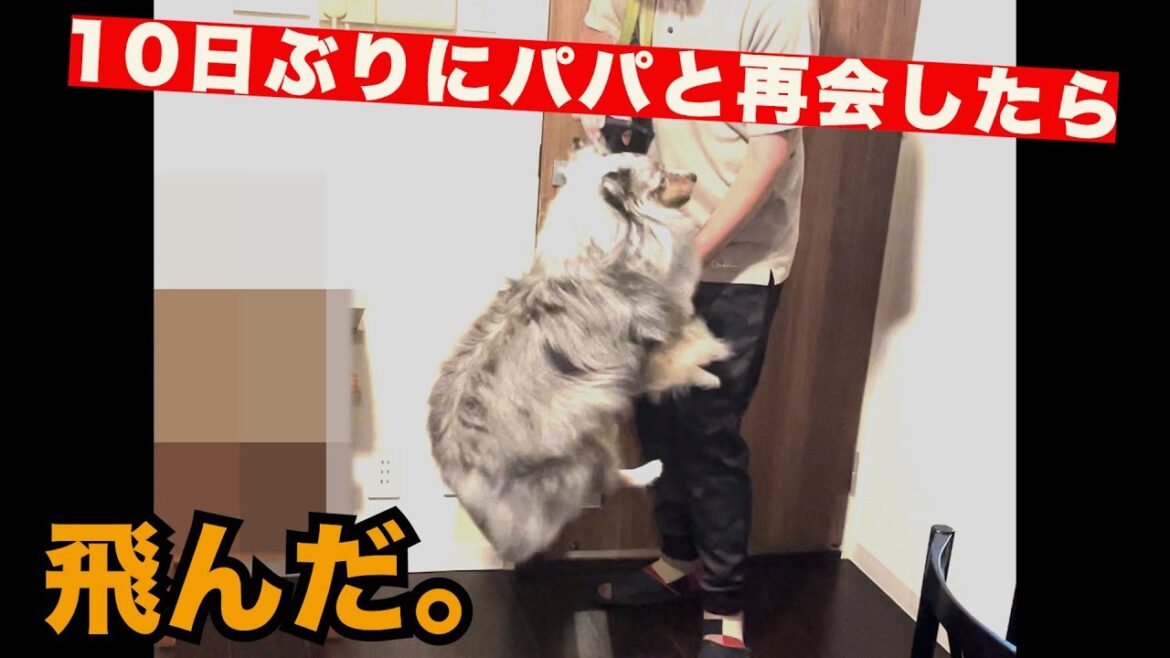 【シェルティ】１０日ぶりに飼い主と再会したら空中浮遊しちゃいました。＃シェルティ #ブルーマール ＃Sheltie #シェットランドシープドッグ Reunited with owner