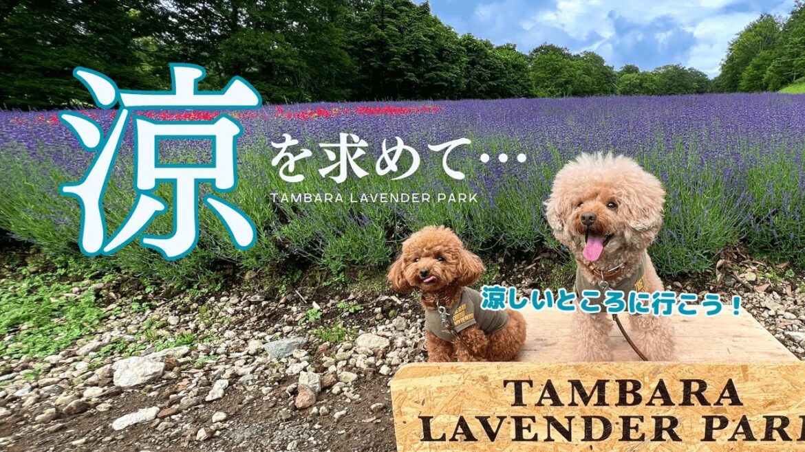 【猛暑対策】そうだ、避暑地に行こう！夏でも風が涼しい「たんばらラベンダーパーク」アテレコレポート/凸凹トイプードル