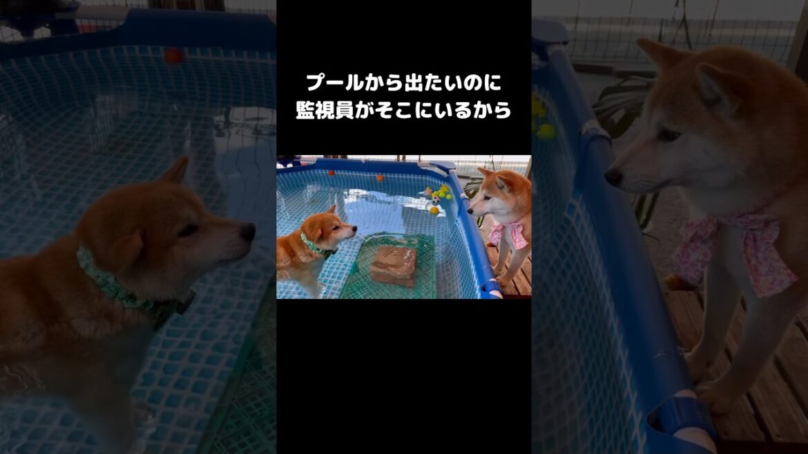 プールから出たい弟とかなり見たい姉・・・柴犬姉弟がかわいい プールから出たい弟とかなり見たい姉・・・柴犬姉弟がかわいい