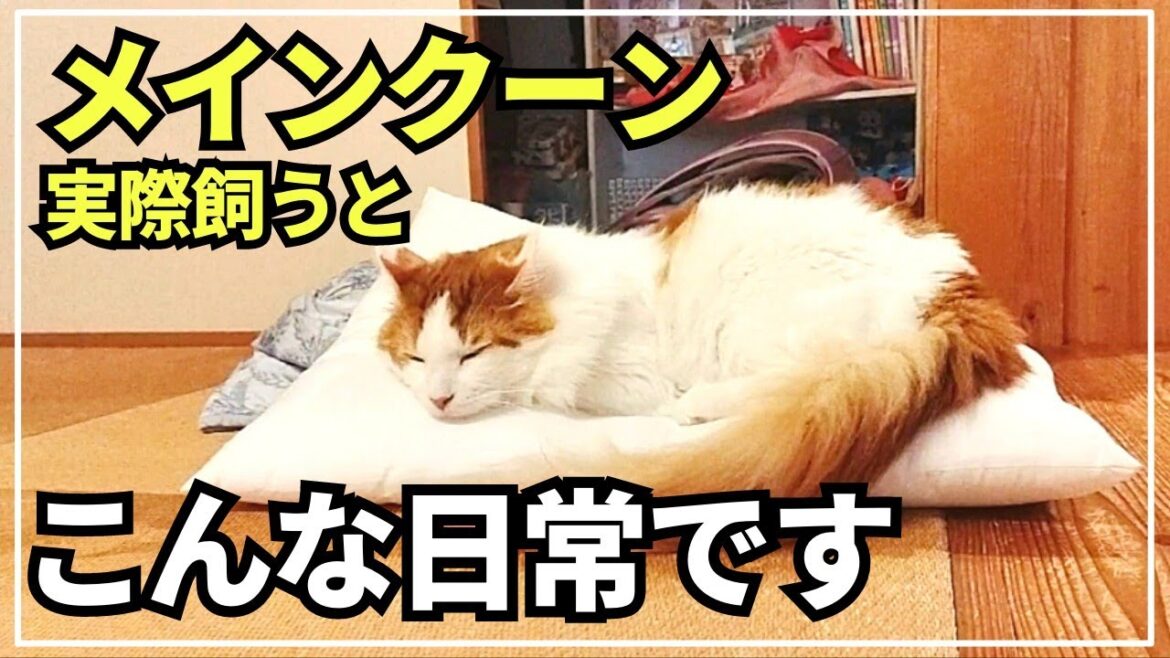 大型猫の日常ってこんな感じ！【メインクーンの可愛い成長記録】