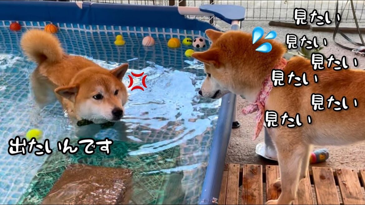 3匹の柴犬兄弟のプール遊びが人間のようですw 3匹の柴犬兄弟のプール遊びが人間のようですw