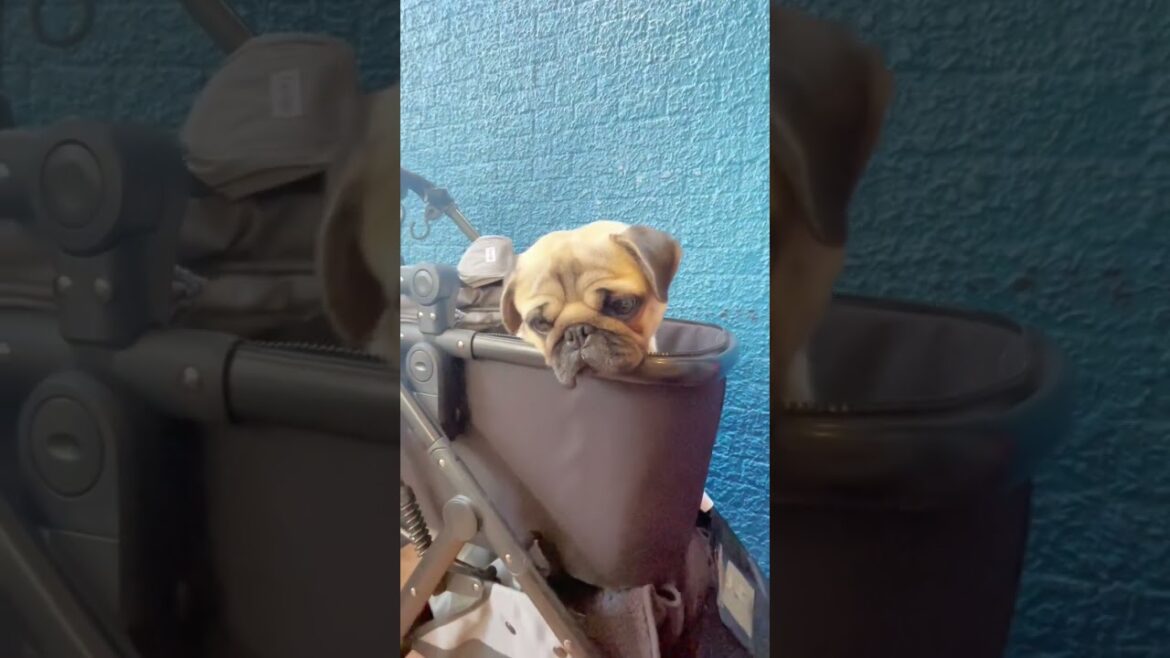 [パグ]なんだか寂しげ🐶 (lonely look) #shorts