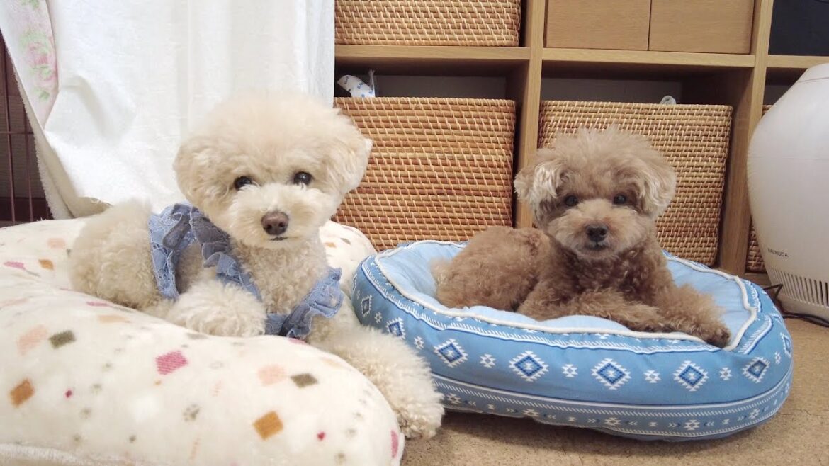 パパさんの現状についてお伝えします