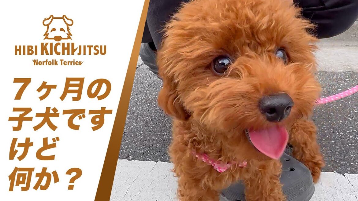 愛犬キチ トイプー7ヶ月パピー MOMO に出会う【puppy toypoodle  dog ノーフォークテリア norfolkterrier 】