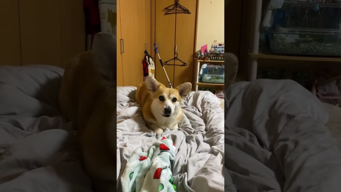 いつもありがとうございます㊗️ #コーギー #くきたん