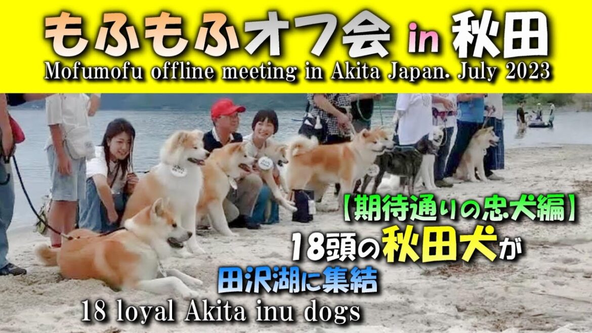 秋田犬 もふもふオフ会in秋田【期待通りの忠犬編】 Akita inu fullfy off meeting in Akita Japan. July 2023,Part1