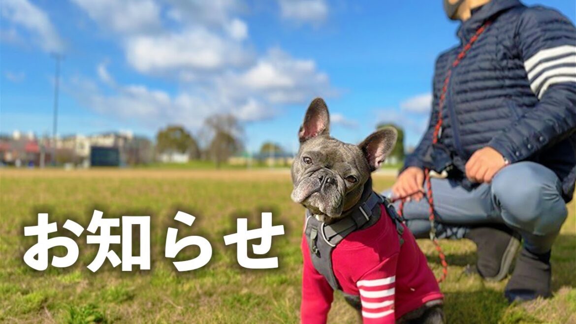 優勝すれば渋谷駅の広告にフィリックス⁉️  【1日中出かけたハイテンションな犬は最後どうなる？】