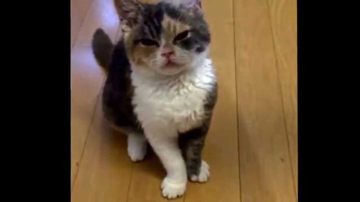 セルカークレックス mi♡