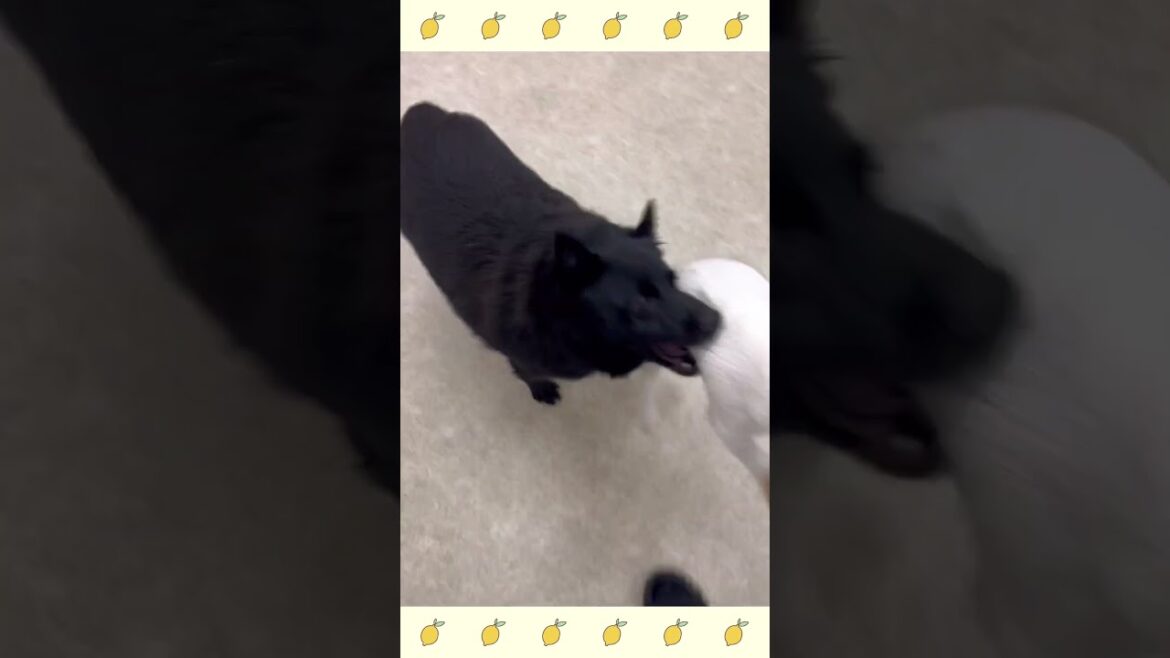 犬のようちえん・ほいくえん・お泊りトレーニング＃スキッパーキ#犬のしつけ#shorts