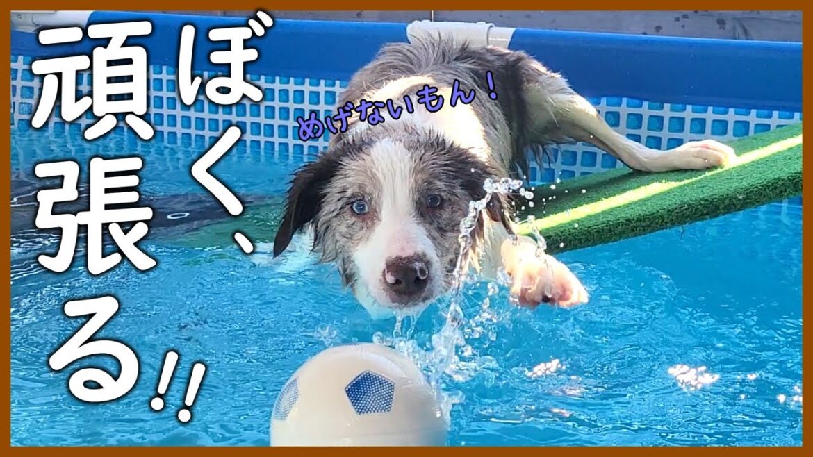 愛犬(子犬)の頑張る姿に感動しました!【ボーダーコリー】 愛犬(子犬)の頑張る姿に感動しました!【ボーダーコリー】