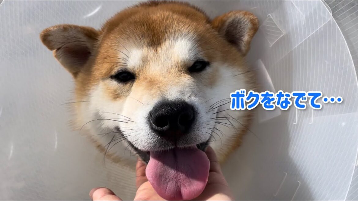 柴犬子犬の甘えん坊が構ってほしくてしてこれをやっていました! 柴犬子犬の甘えん坊が構ってほしくてしてこれをやっていました!