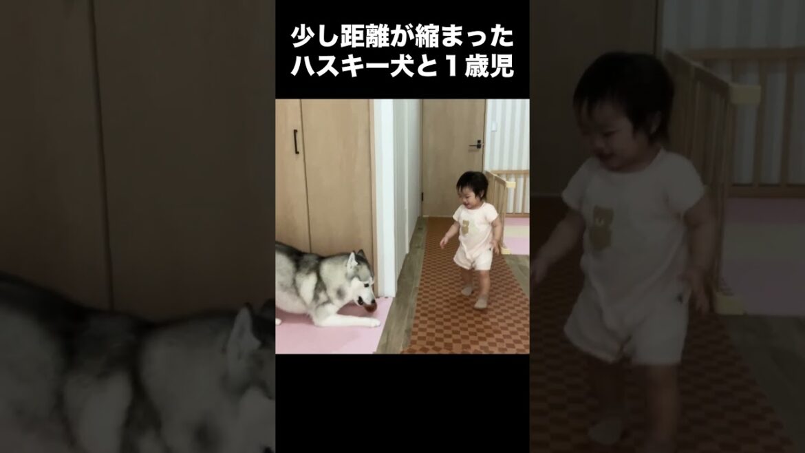 仲良しなシベリアンハスキーと1歳児 #shorts