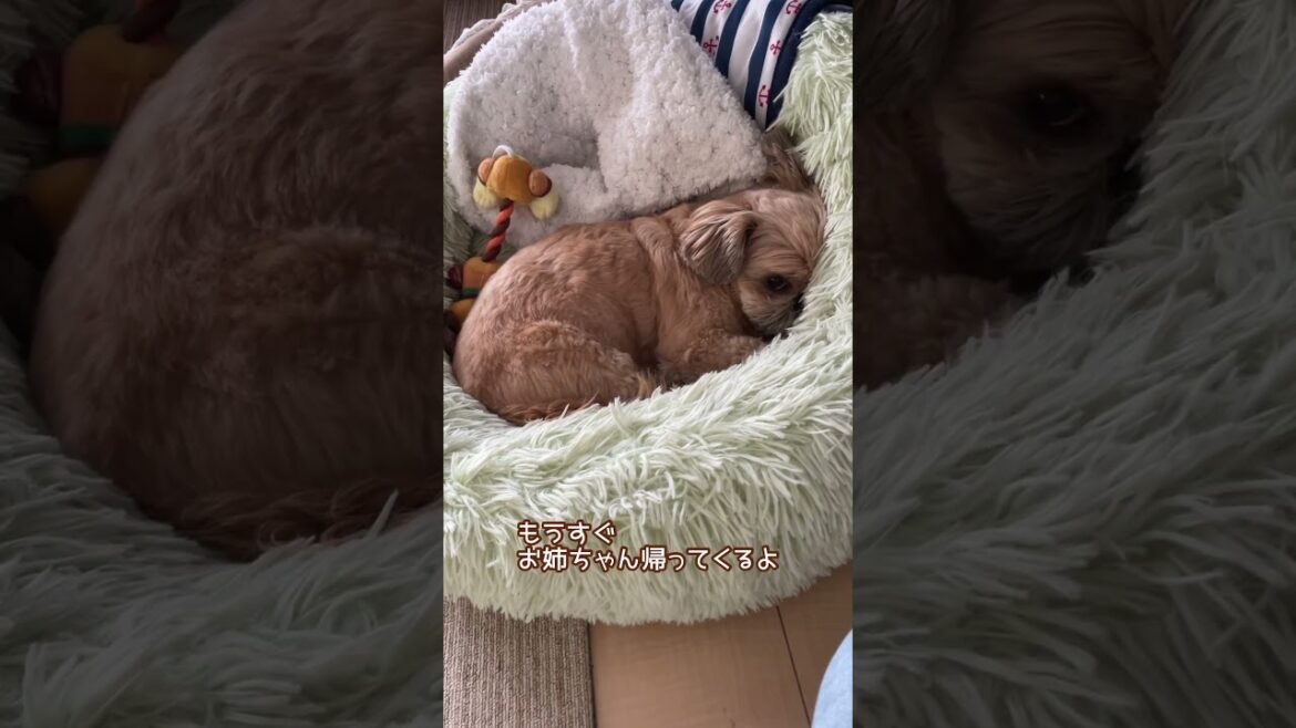 お姉ちゃん帰宅時の愛犬の様子3連発 チワワ×シーズー #shorts