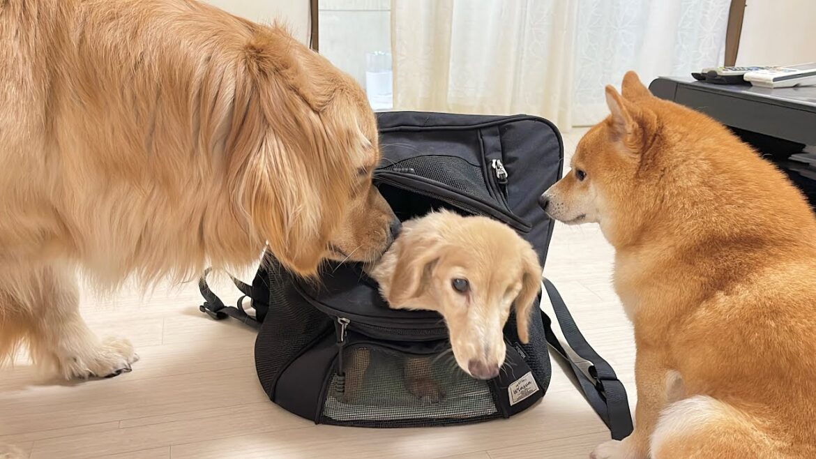 シニア犬との別れを悟り名残惜しそうに見つめる豆柴とゴールデンレトリバーが可愛すぎた