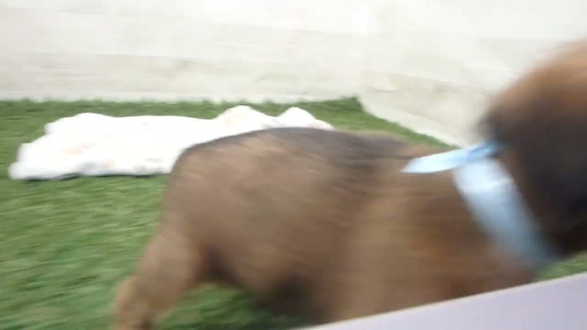 ペットショップcoo&riku No.00643068 ブリュッセル・グリフォン