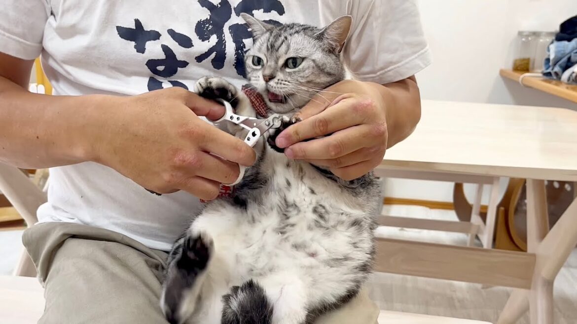 あいちゃんの爪切り あいちゃんの爪切り