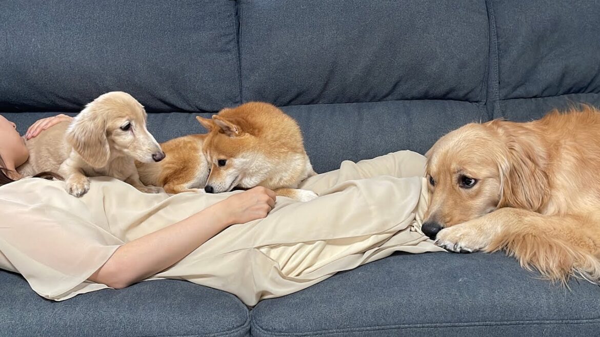 ママの身体の上を占拠する愛犬達が可愛すぎた ママの身体の上を占拠する愛犬達が可愛すぎた