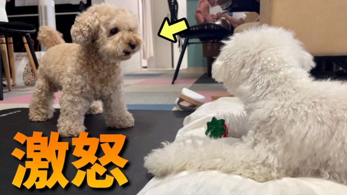 温厚な犬が怒るとこうなりますww 温厚な犬が怒るとこうなりますww