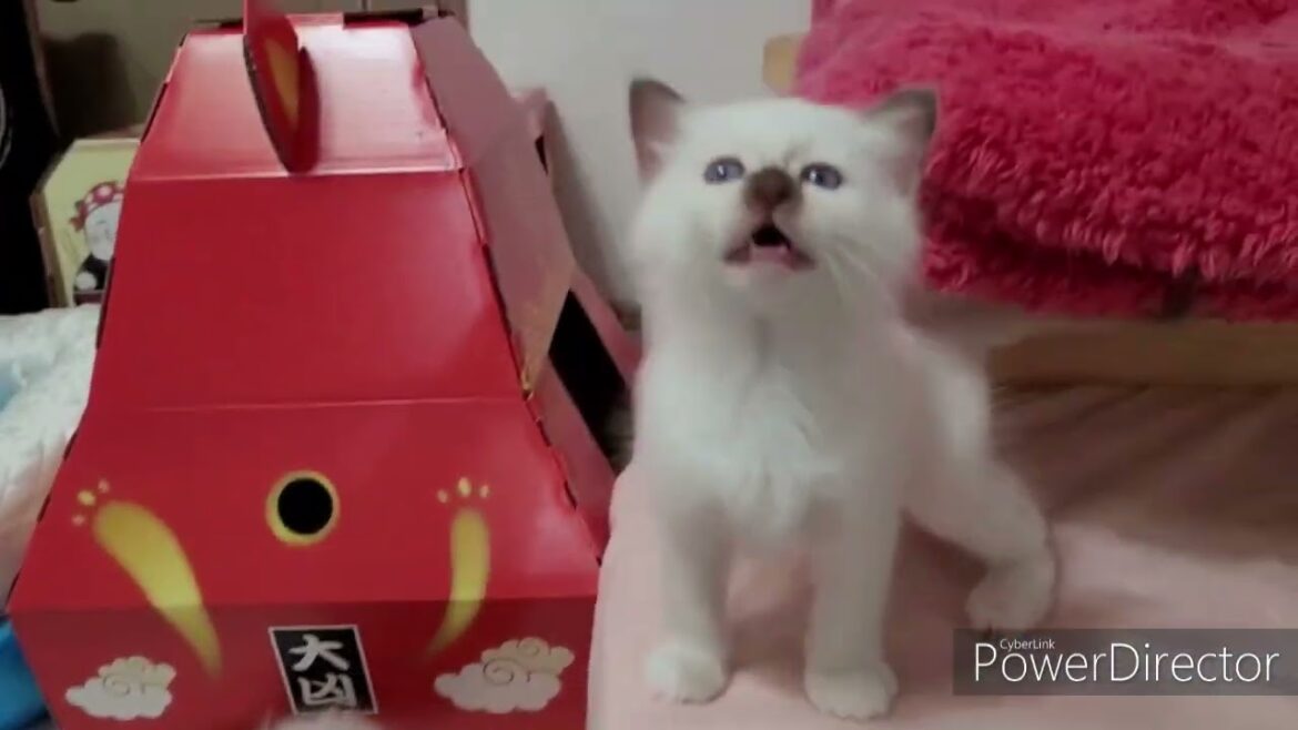 バーマン仔猫大きくなったにゃん