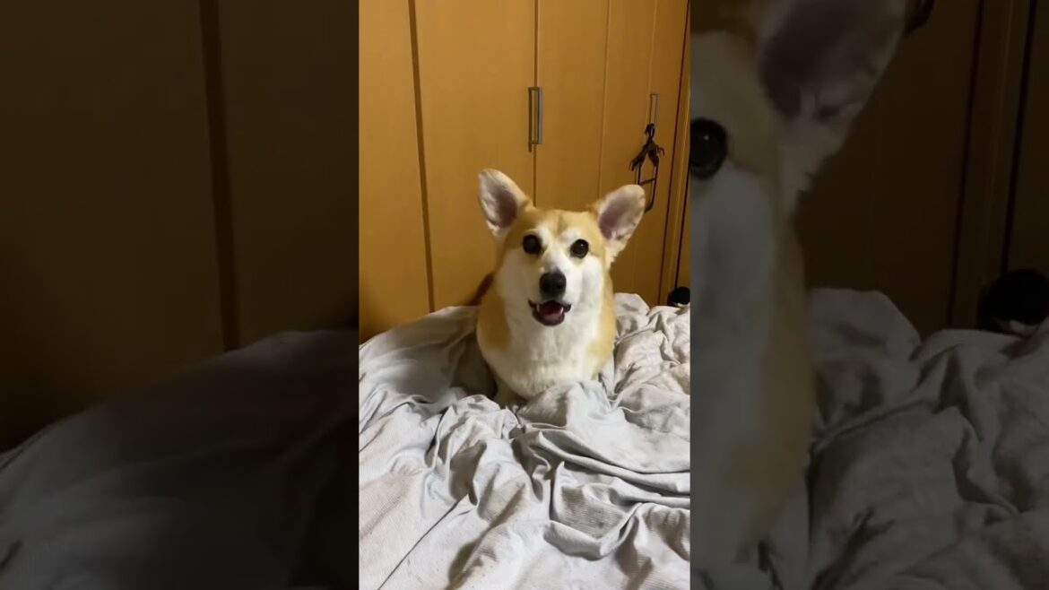 吠えろ！溜め長めバージョン #コーギー #くきたん 😂