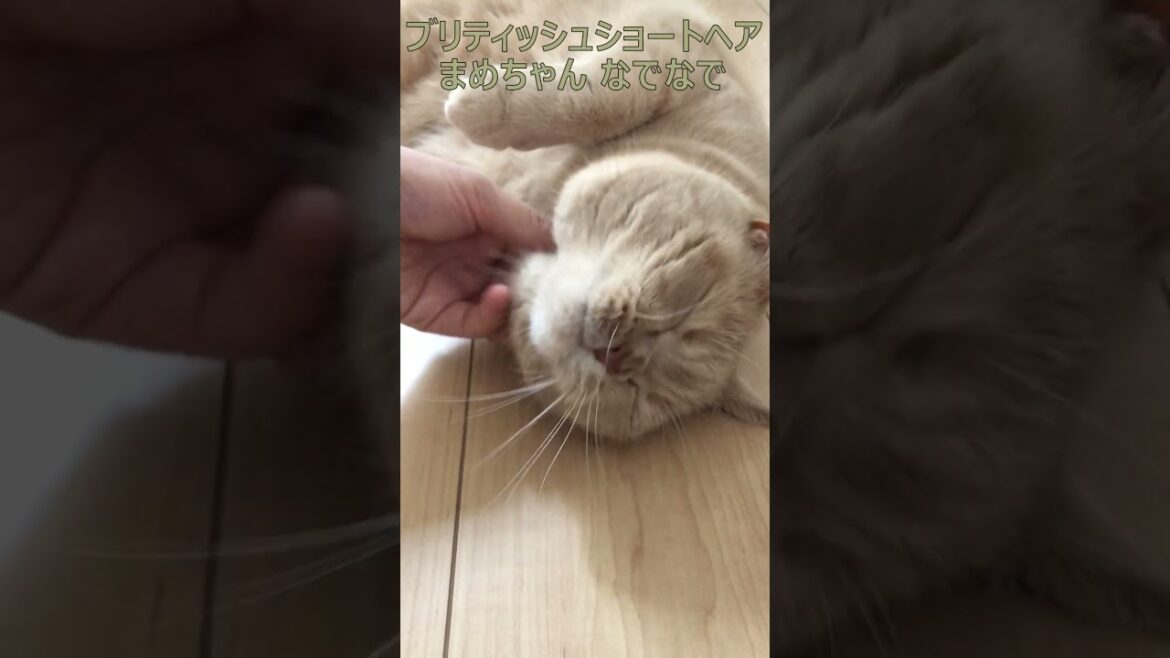 ブリティッシュショートヘア 飼い猫まめちゃん なでなで #Shorts