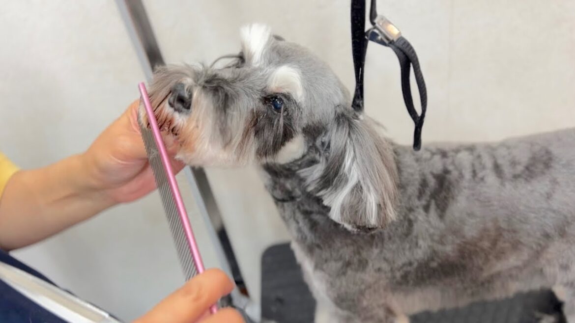 大人の落ち着きを見せるミニチュアシュナウザー♪（ベルちゃん）