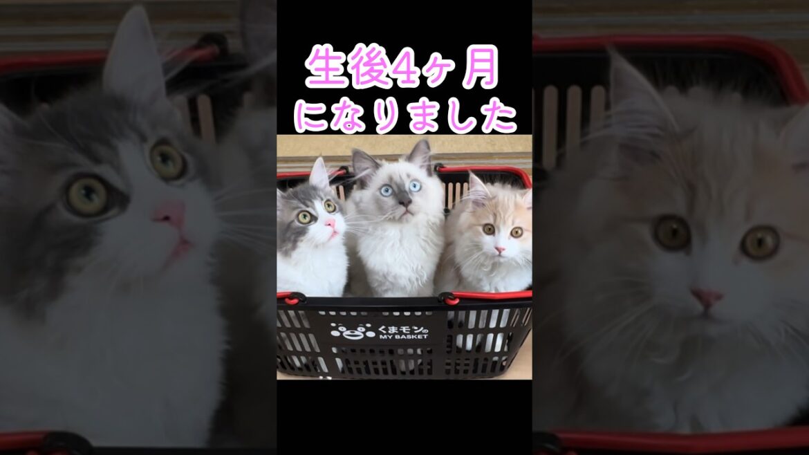 サイベリアン　多頭飼いの日常　kitten siberian