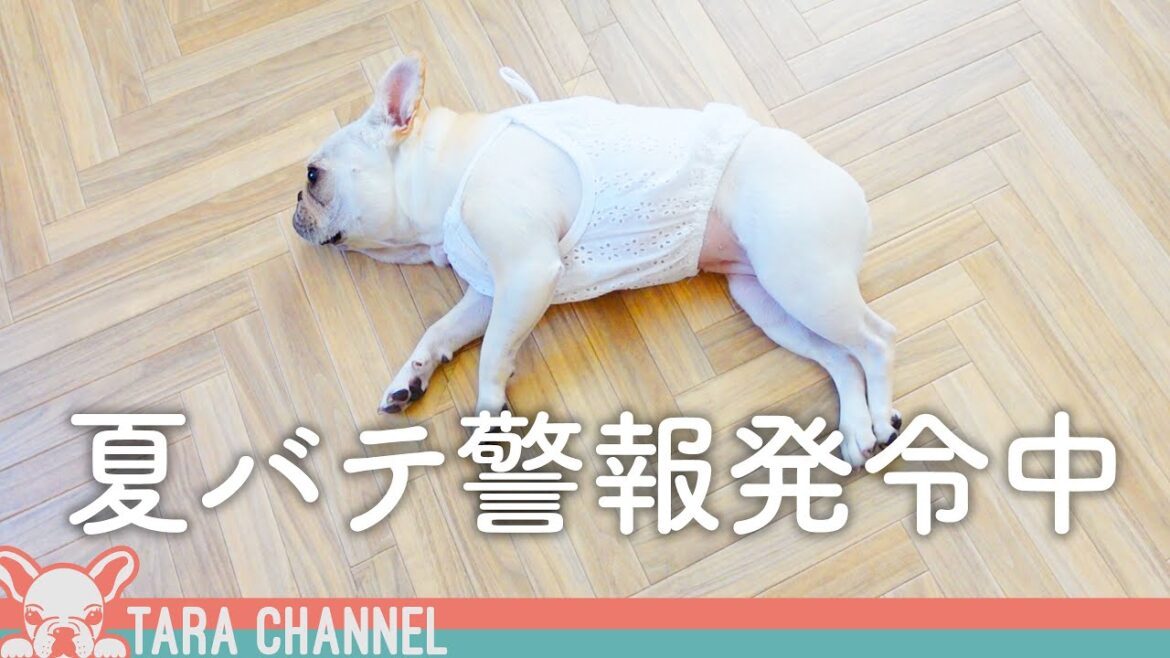 夏バテのフレンチブルドッグを救いたい