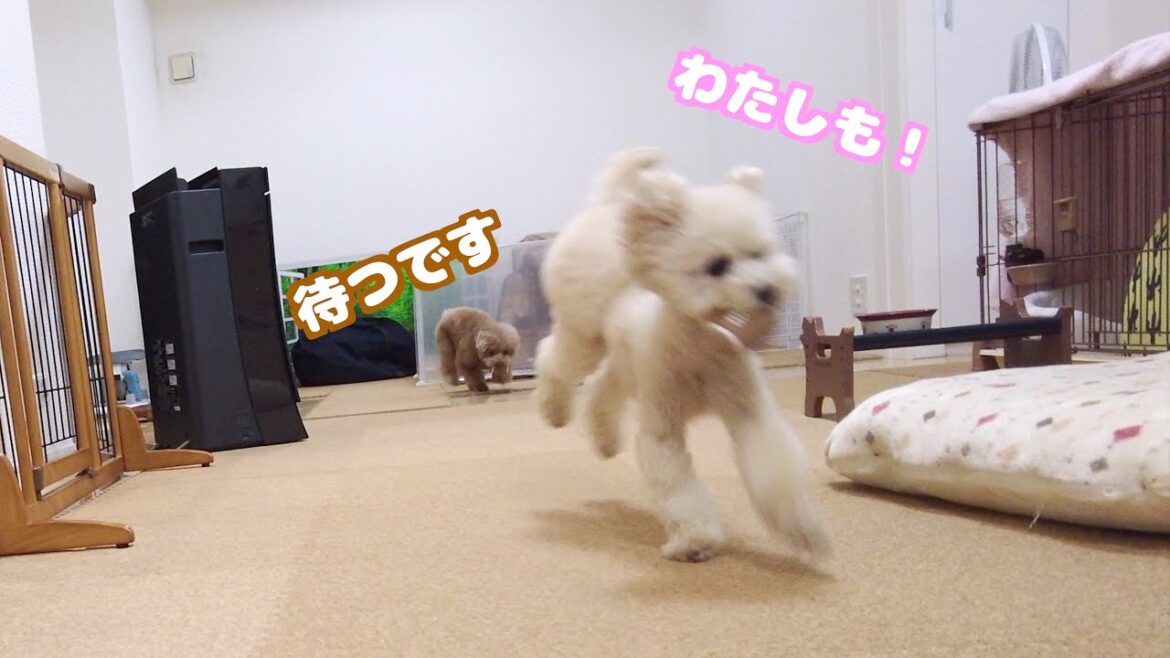 夕飯前のルーティンを兄犬の真似をするようになってきた妹犬がこちら