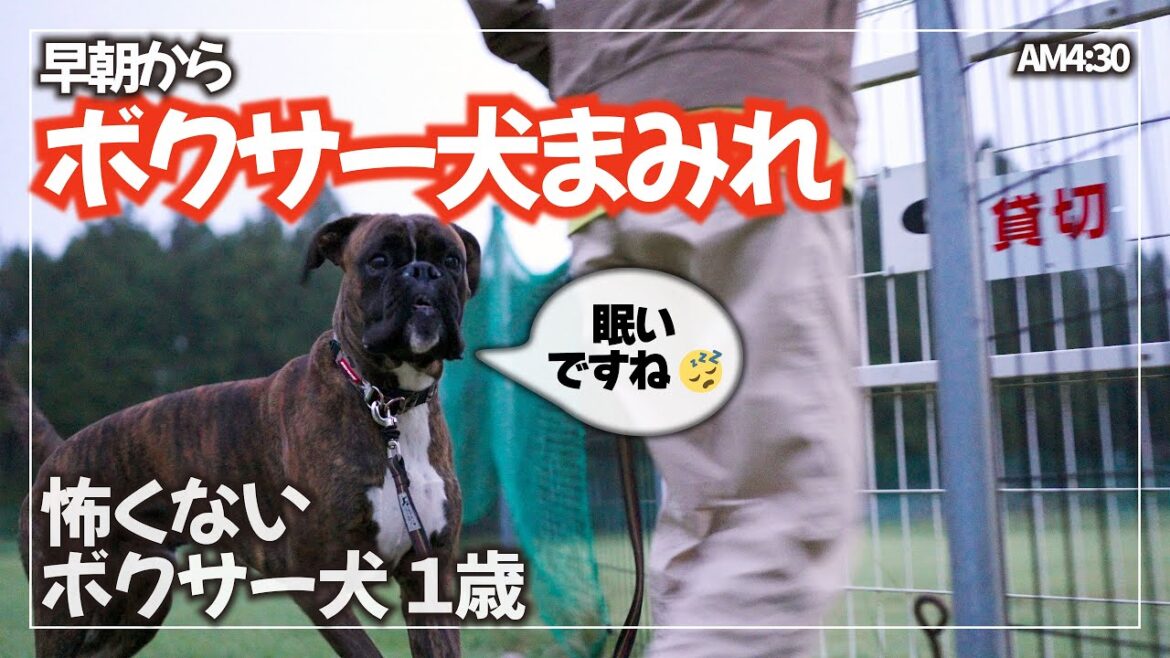 【早起きは三文の徳】日の出からドッグランを駆け回るボクサー犬