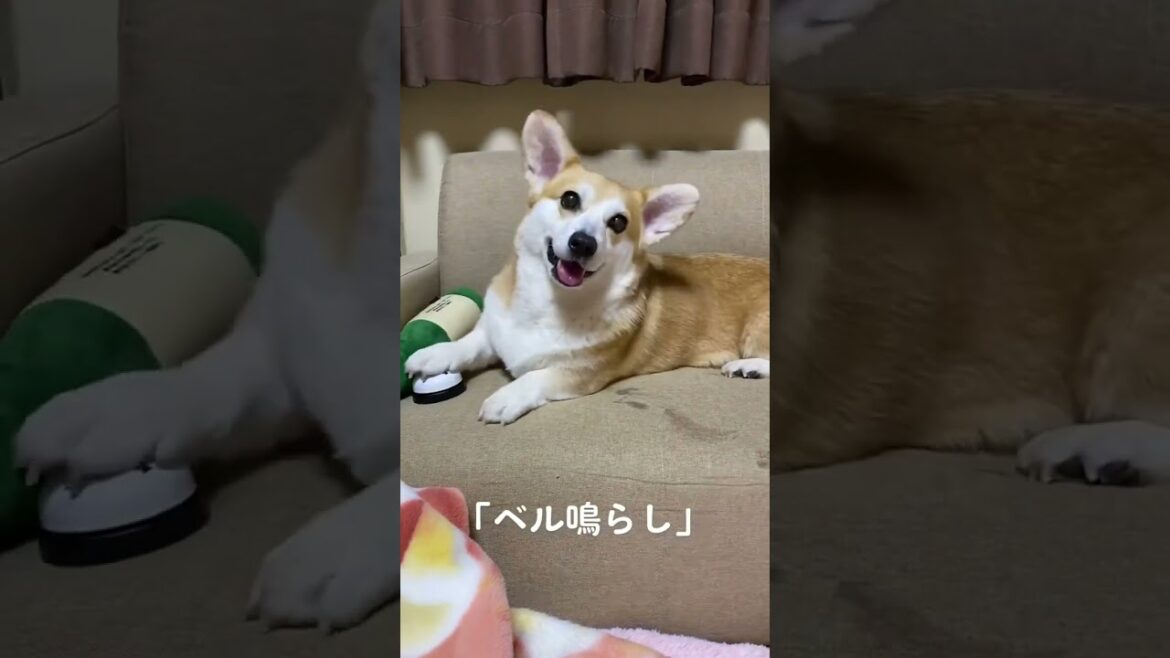 お得意のベル鳴らし🛎️ #コーギー #くきたん