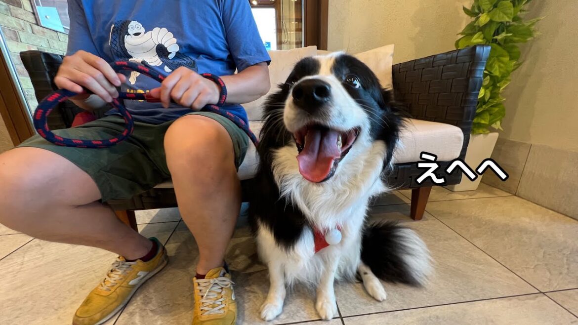愛犬の1日｜はじめての歯磨き｜病院｜ご褒美ごはん #ボーダーコリー #bordercollie