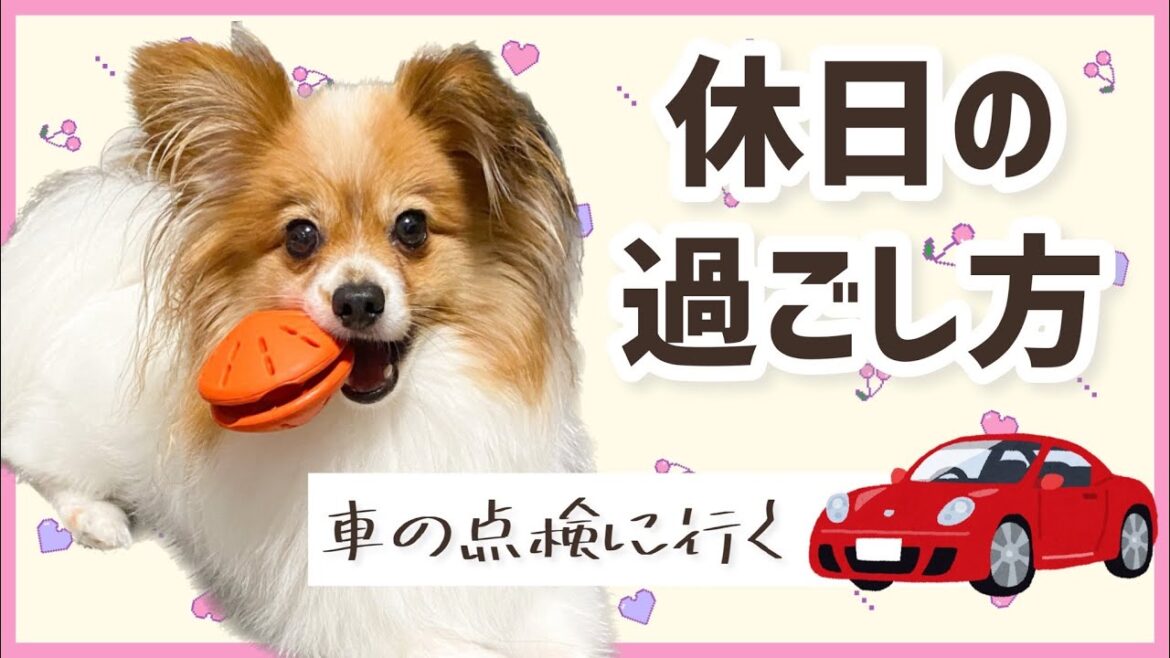 パピヨンのある休日：車の定期点検に行く／Car inspection with my dog papillon