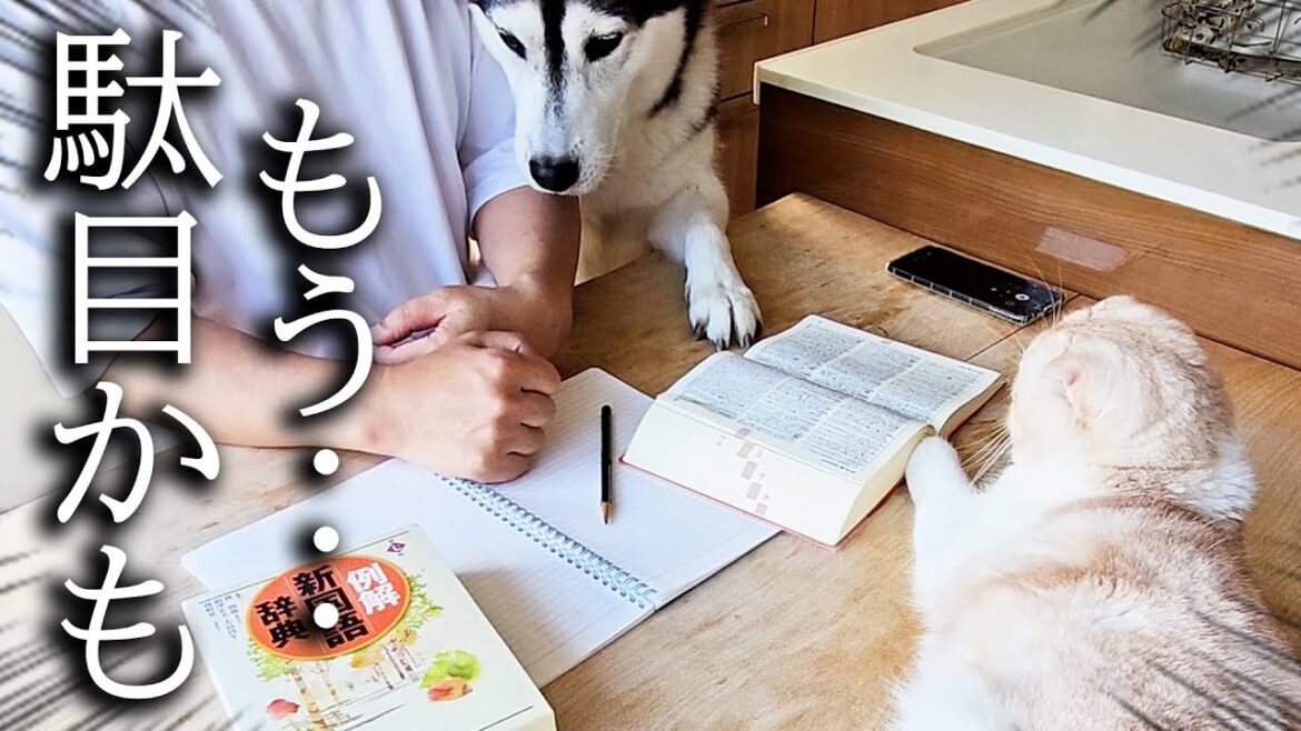 猫と犬を無視して試験勉強を続けてたらこうなった…笑