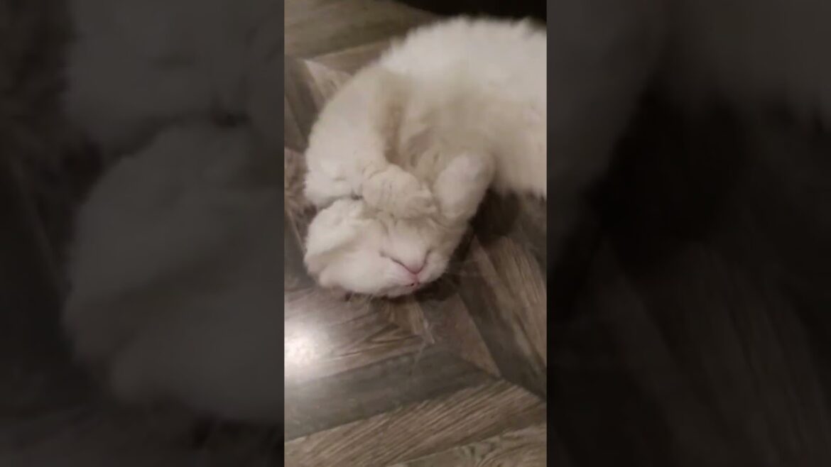 cat..❤ #cats #catlover #shorts