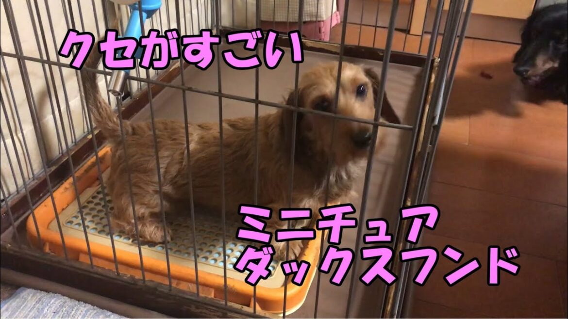【トイレの前にダンスする犬】クセがすごい犬♪ ミニチュアダックスフンドワイヤーの女の子 【トイレの前にダンスする犬】クセがすごい犬♪ ミニチュアダックスフンドワイヤーの女の子