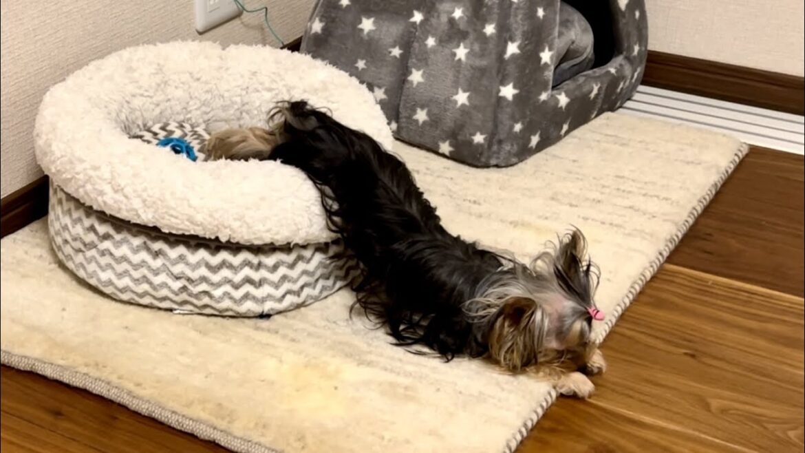 【ご報告】ヨークシャテリアだと思ってたけどウナギ犬でした