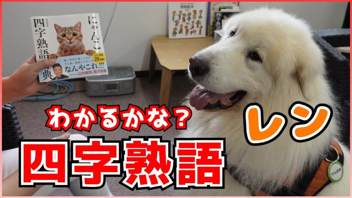 【グレートピレニーズ】レンと『にゃんこ四字熟語辞典』でお勉強しました！【超大型犬】