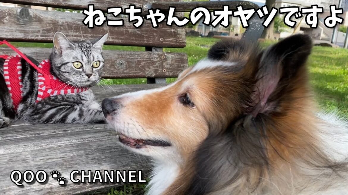 ねこちゃんのオヤツを狙うクーちん🤭 《シェルティ》 ねこちゃんのオヤツを狙うクーちん🤭 《シェルティ》